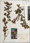 Foto von Salix myrsinifolia Salisb.